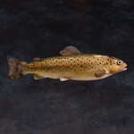 Image Truites Fario