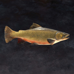 Image Saumons de Fontaine