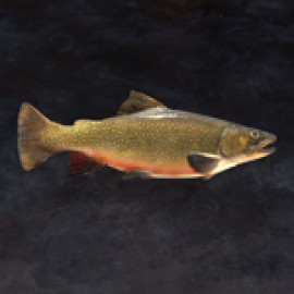 Image Saumons de Fontaine