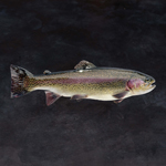 Image Truites Arc-En-Ciel Blanches