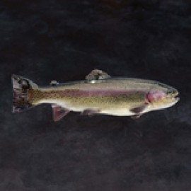 Image Truites Arc-En-Ciel Saumonées